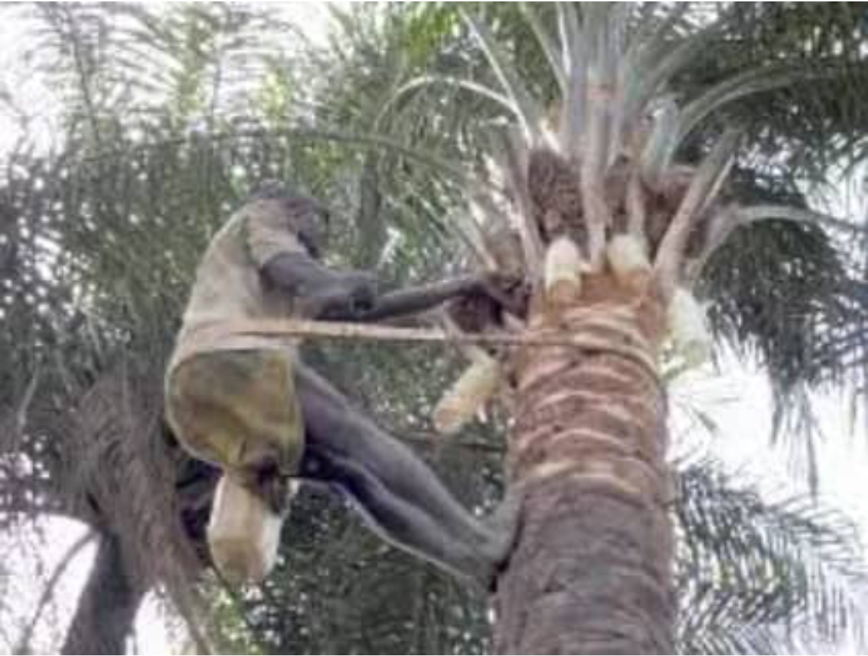 Palmwine tapper don dey apprehended for raping grandmother to death for Ondo:
